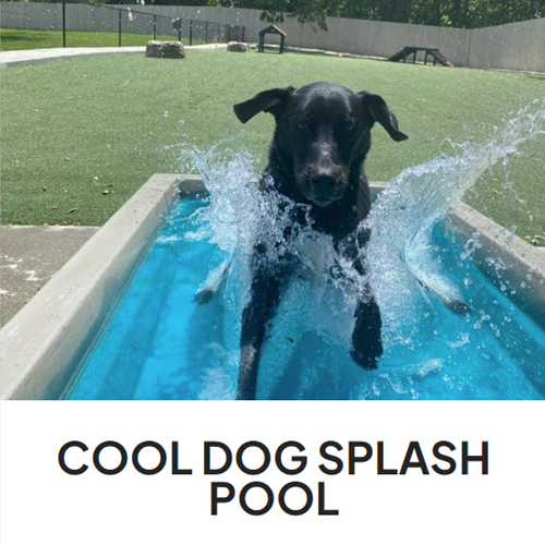 CAD Drawings BIM Models Gyms For Dogs Cool Dog Splash Pool