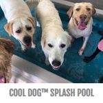 View Cool Dog Splash Pool