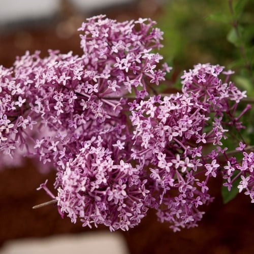 Bloomerang Dark Purple Syringa CADdetails