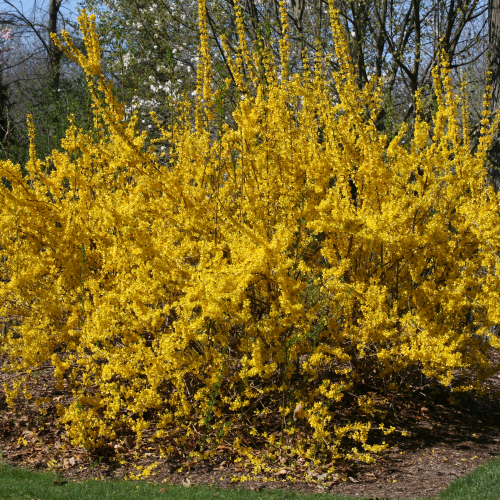 Show Off® - Forsythia x 'Mindor' - CADdetails